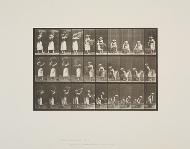 Plate 454 from Animal Locomotion, 1887 (collotype on paper) 
