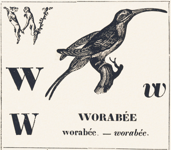 W for Worabee (variety of African weaver, sought after as a cage bird), 1850 (engraving)