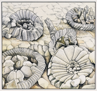 Coccoliths magnified a thousand times