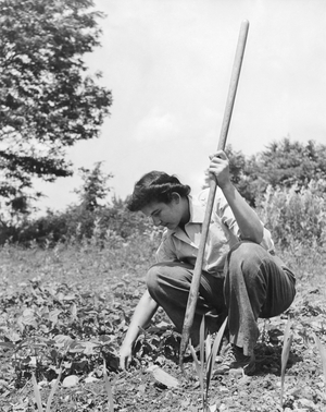 WWII Victory Garden, United States, August, 1943  (b/w photo)