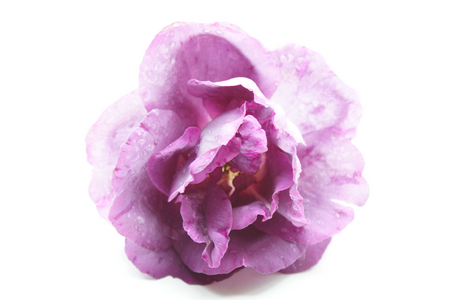 Black pink, 2019 (photo)