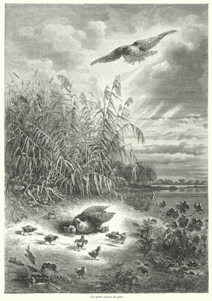 Les petits oiseaux de proie (engraving)