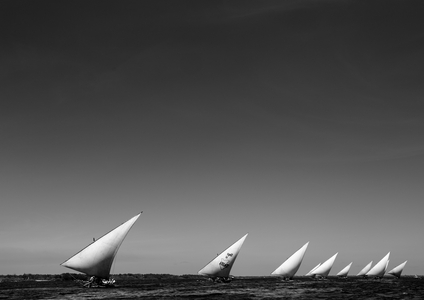 Dhows sailing in a row, Dhow race during maulidi festival, Lamu, Kenya, Africa (photo)