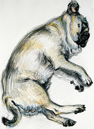 Sleeping Pug One, 2000 (oil pastel)