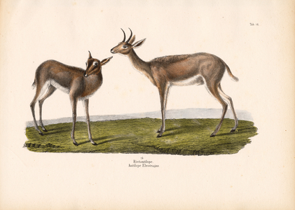 Southern Reedbuck, 1848 (lithography)