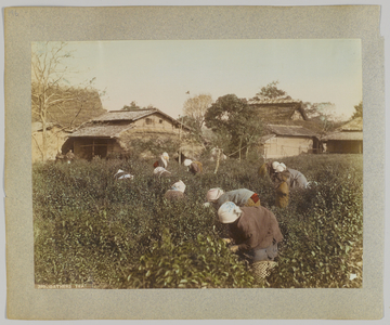 Picking Tea, Japan (hand-coloured b/w photo)