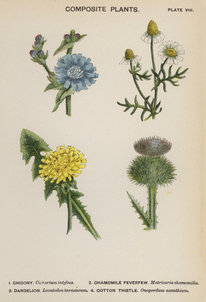Composite Plants (colour litho)