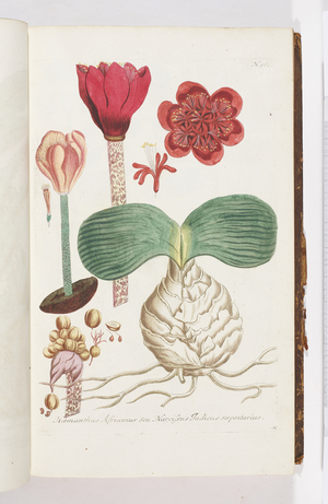 Hoemanthus Africanus, 1737 (engraving)