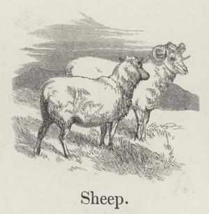 Sheep (engraving)