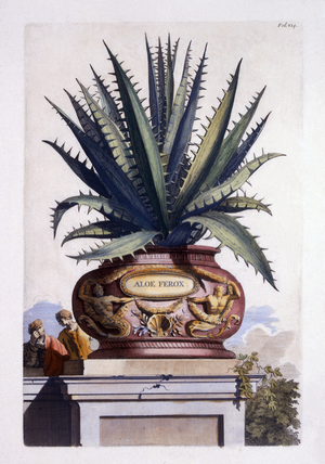 Aloe Ferox, from 'Phytographia Curiosa', published 1702 (coloured engraving)