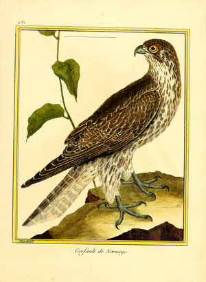 Norwegian Gyrfalcon (print)