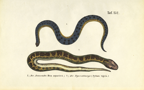 Anaconda and Indian Python, 1850 (lithography)