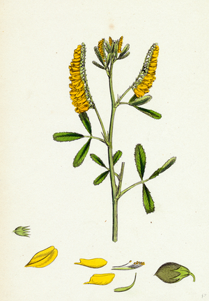 Melilotus Officinalis Common Melilot