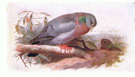 Stock Dove, from Birds of the British Isles and Their Eggs published by Frederick Warne & Co Ltd, 1958 (colour litho)