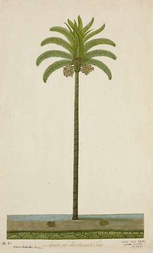 Areca or Beetlenut Tree, 1800-10 (w/c on paper)