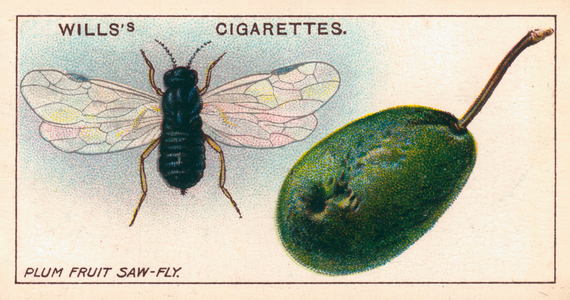 Garden Life: Plum Fruit Saw-Fly (chromolitho)