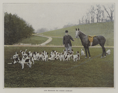 The beagles of Count Cowley (colour photo)