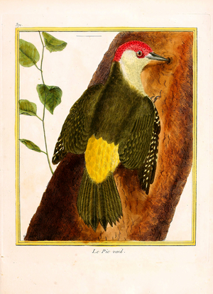 European Green Woodpecker (print)