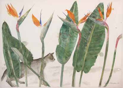 Strelitzia and Cat, 1984 (pencil & watercolour on paper)