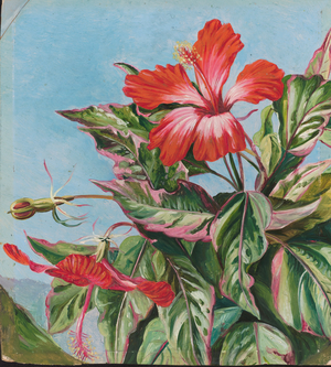 A New Caledonian plant, 1870 (oil on board)
