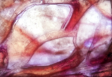 NA_33a [Petal Study], 2002 (35mm slide)