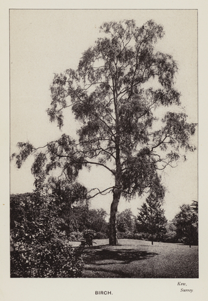 British Trees: Birch, Kew, Surrey (b/w photo)