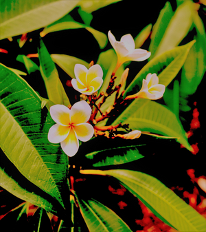 Colours-conditions, 2019 (photography)