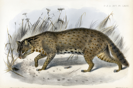 Fishing Cat (print)