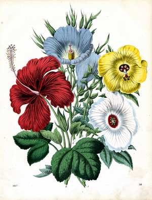 Splendid garden flowers of the mallow family (litho)