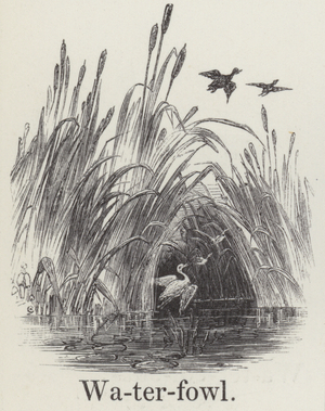 Waterfowl (engraving)
