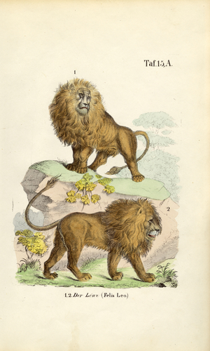 Lions in Different Poses, 1850 (lithography)