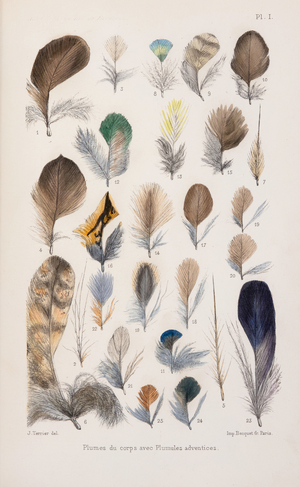 Feathers, 1883-1884 (Plate)