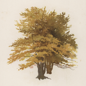 Trees: The Beech (colour litho)