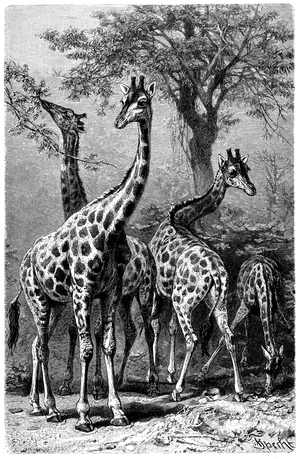 Giraffe