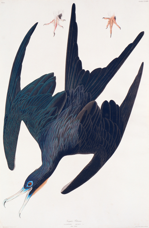 Frigate Penguin, illustration from 'Birds of America', 1835 (hand-coloured engraving & aquatint)