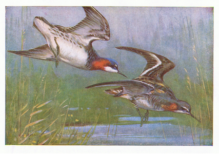 Red Necked Phalarope/Winter coat, illustration from 'British Birds' by Kirkman & Jourdain, 1966 (colour litho)