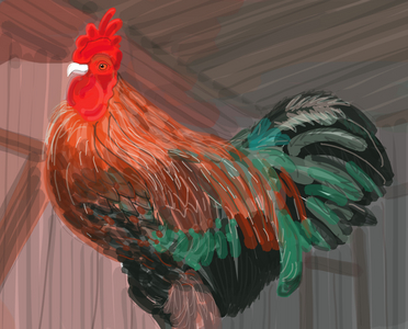 Rooster In Barn, 2018 (hand drawn on an iPad with an Apple pencil)