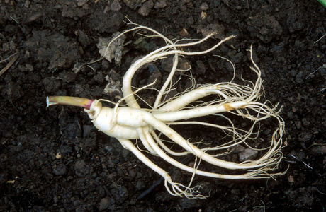 Ginseng