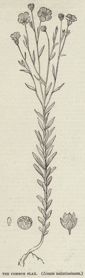 The Common Flax, Linum usitatissimum (engraving)