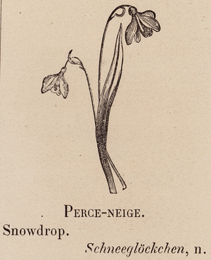 Le Vocabulaire Illustre: Perce-neige; Snowdrop; Schneeglockchen (engraving)