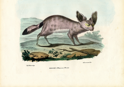 Fennec, 1863-79 (colour litho)