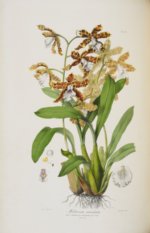 Orchid: Miltonia candida