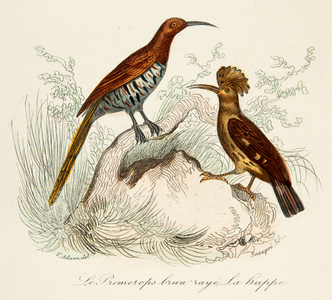 brown striped promerops and hoopoe, 18th century (Engraving)