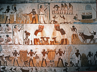 EGYPTIAN ART: Harvesting Scene. Mural painting in the Tomb of Menna at Elwe…, c. 1400 BC (limestone)