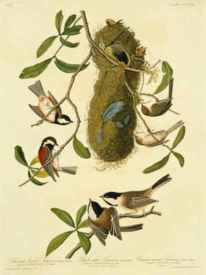 Parus atricapillus, Parus rufescens, Psaltriparus minimus, Plate 353 from John James Audubon's Birds of America, original double elephant folio, 1827-30 (hand-coloured aquatint)