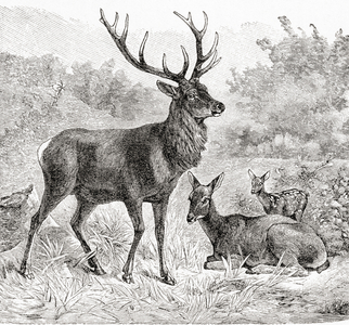 The red deer (Cervus elaphus), from Meyers Lexicon, pub. 1927