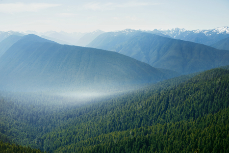 Valley of Pines, 2020 (photo)