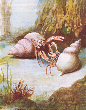 Hermit Crabs fighting (colour litho)