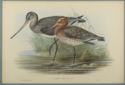 Lurinosa Melanura (colour litho on wove paper)