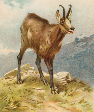 Chamois (colour litho)